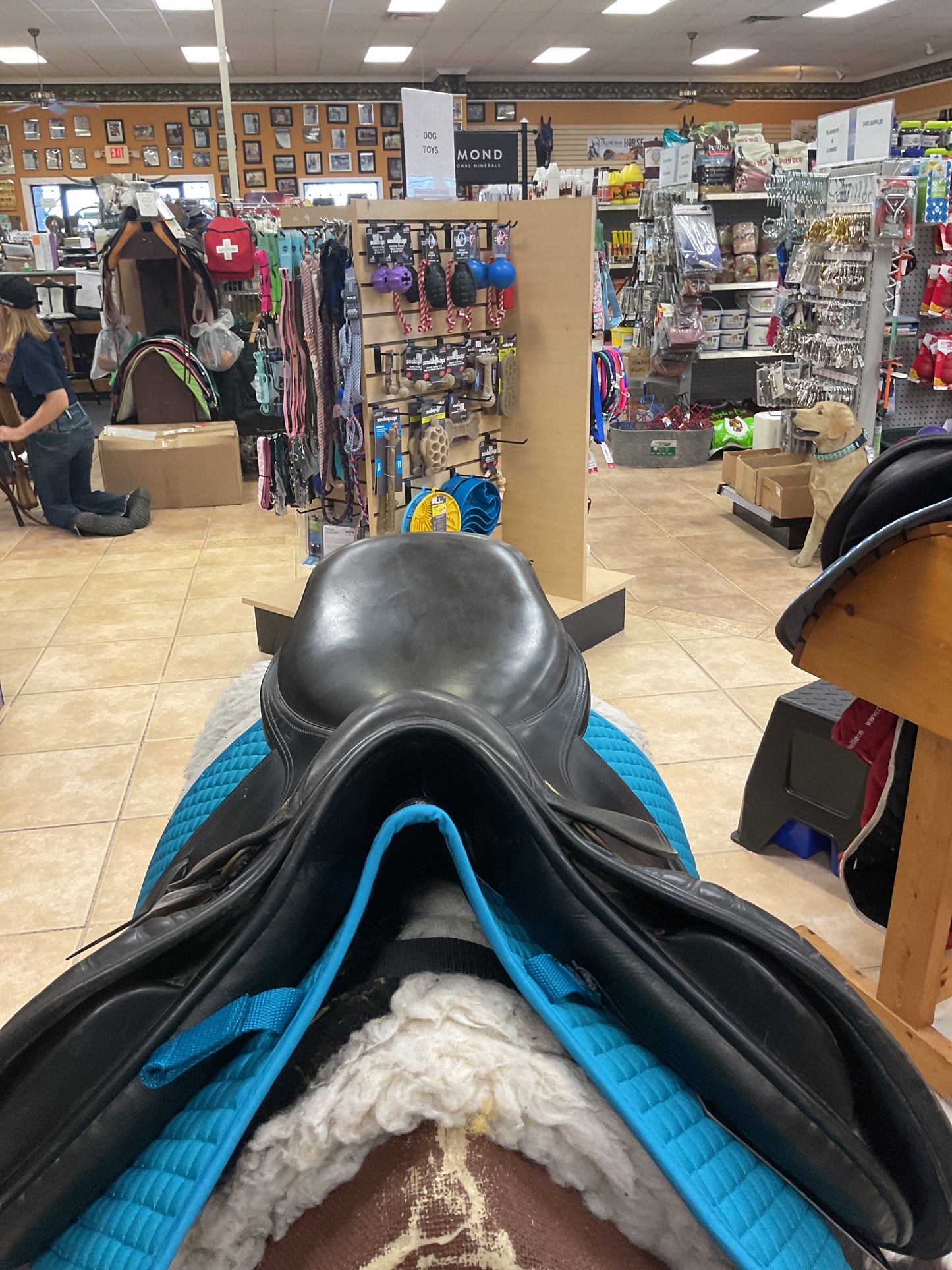 Used Jeffries Saddlery Elite Jumping Saddle