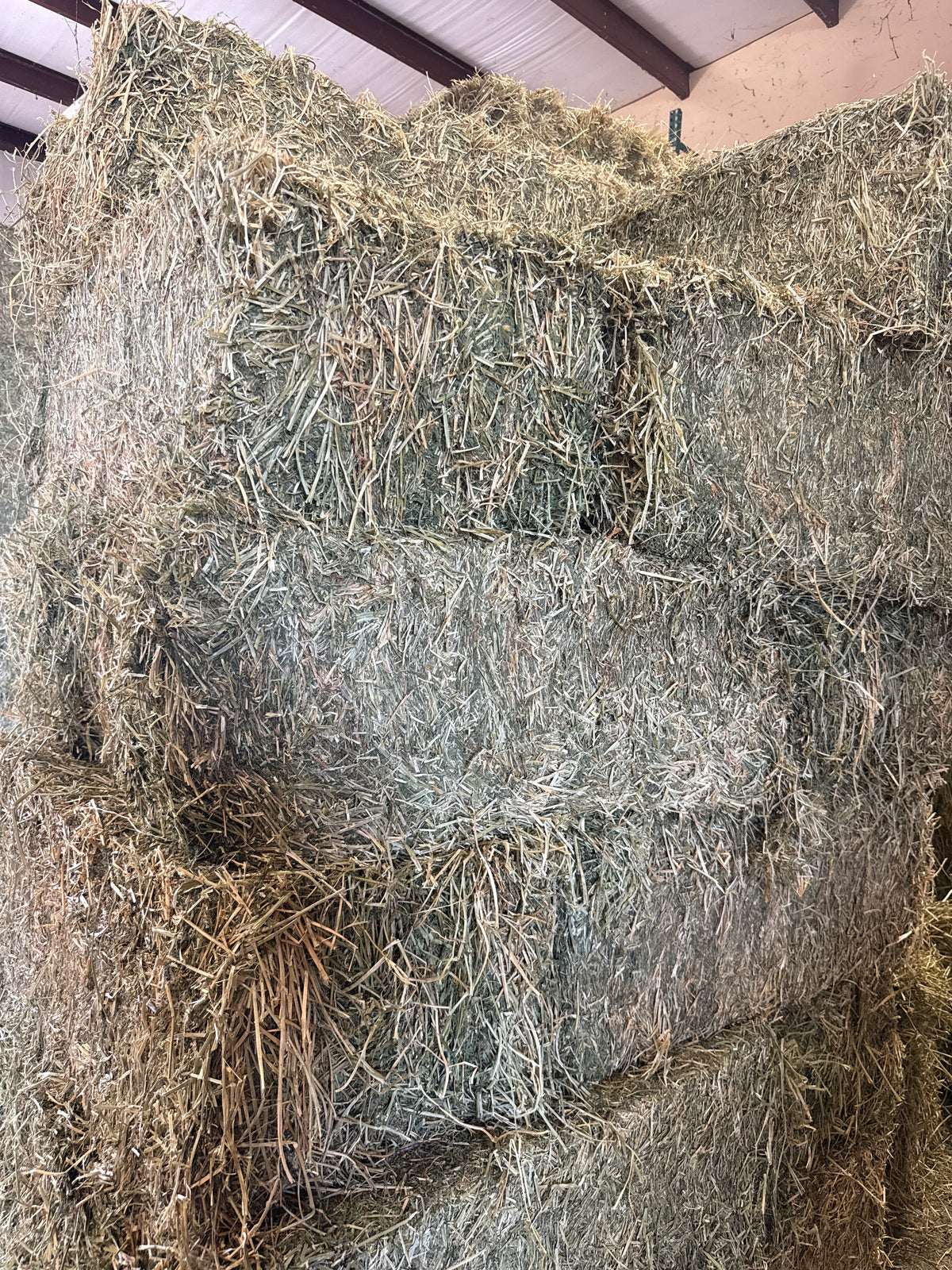 Alfalfa 2 string